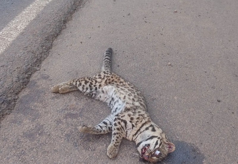 Foto: PMA/Divulgação/JRTV