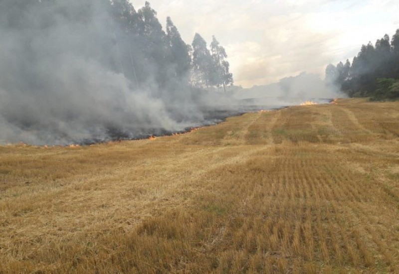 Fogo causou estragos em nove hectares com floresta de eucaliptos e lavoura agrícola (foto Corpo de Bombeiros)