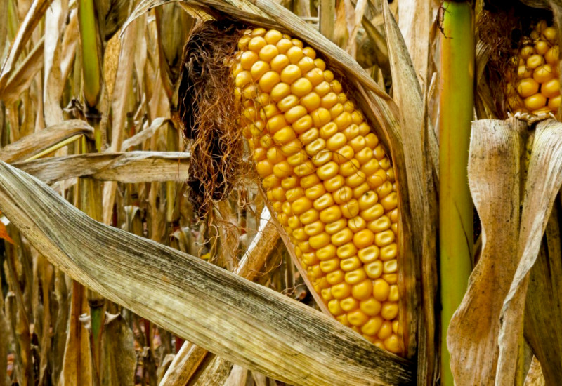 Seca afeta produção de milho e vários setores do agronegócio (Crédito: Sarah Vie/Flickr).