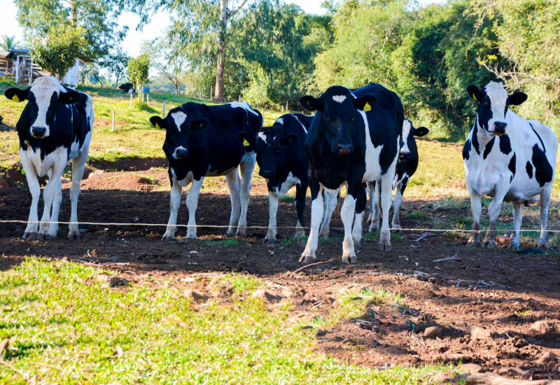O plantel leiteiro de Itapiranga é formado por 20.500 animais. Foto: Divulgação/MB Comunicação
