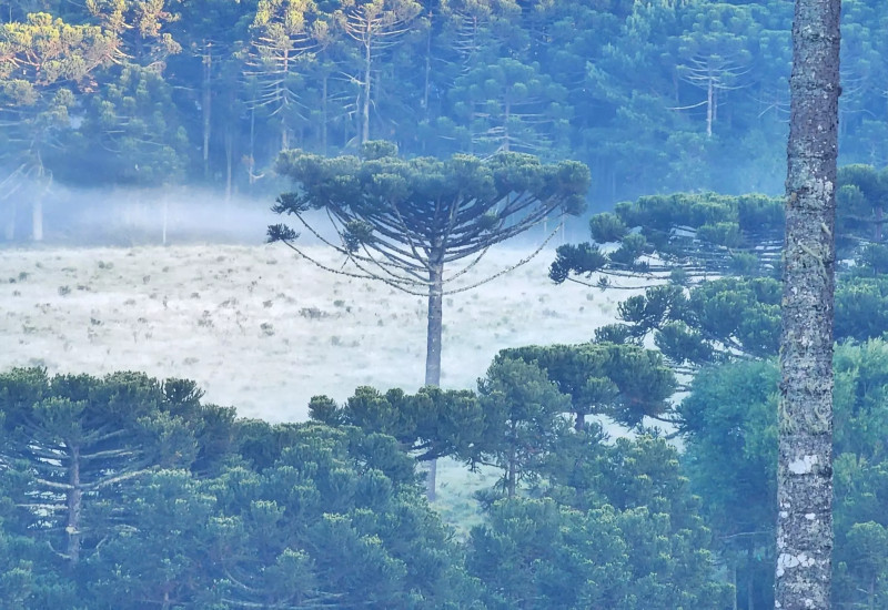 Geada pintou de branco a paisagem dos campos verdes da Serra catarinense na manhã desta quarta-feira. – Foto: Mycchel Legnaghi/Divulgação