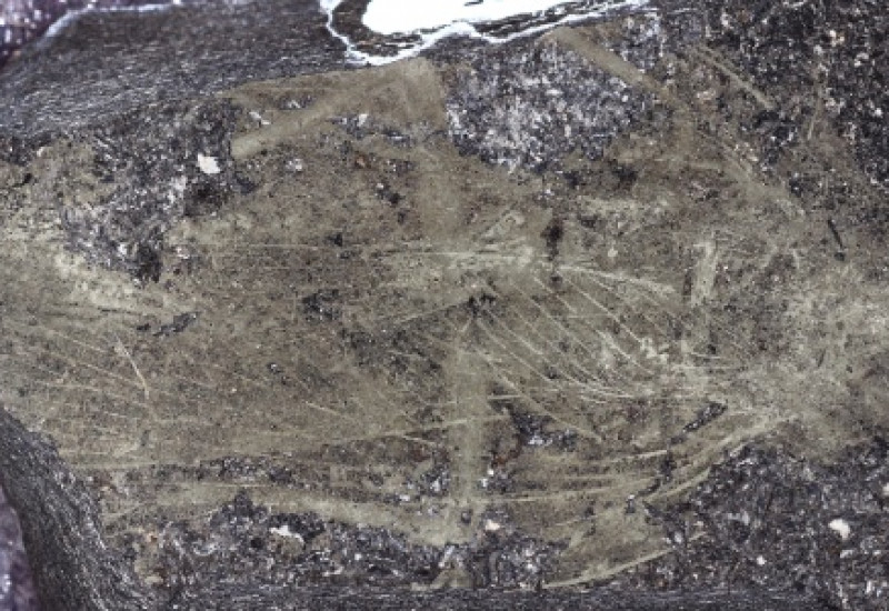 Exemplar fossilizado da barata pré-histórica Anthracoblattina mendesi. Foto: Cenpáleo/UnC