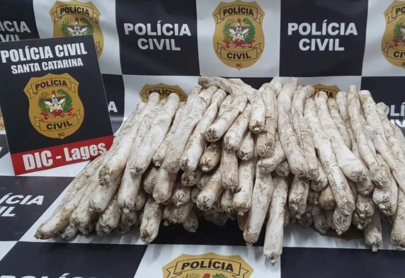 Divulgação/Polícia Civil de Santa Catarina