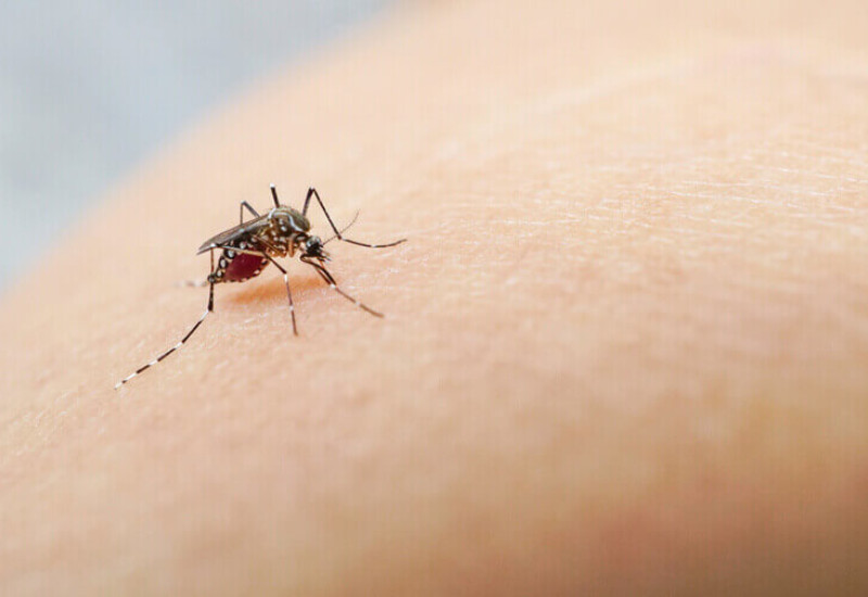 Brasil tem quase 6 milhões de casos confirmados de dengue (Foto: Ascom/Prefeitura SMO)