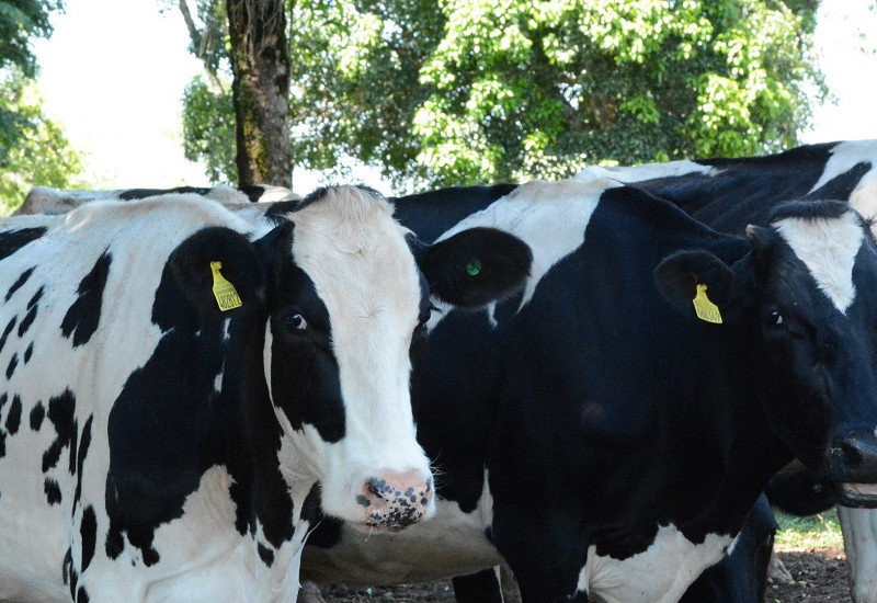 Falta de pastagem e alto custo da ração (milho, soja e insumos) prejudicam produtores de leite em SC