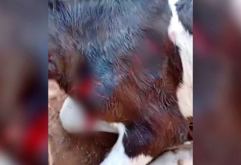 Foto: Polícia Ambiental