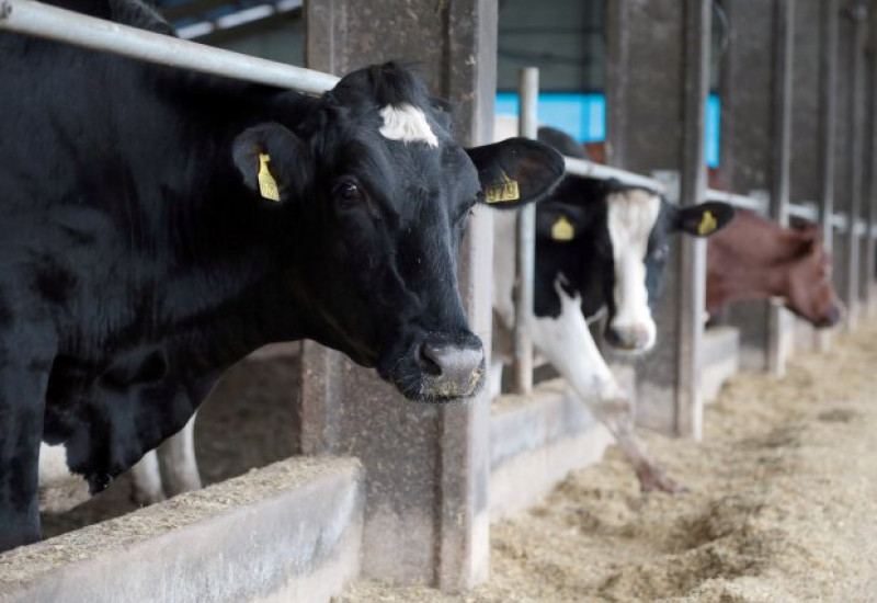 Com a aprovação do projeto, produtores rurais poderão comprar bovinos de outros estados para o abate em Santa Catarina (Foto: Cristiano Estrela/Secom).