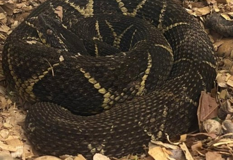 Jararacuçú é a serpente brasileira com maior capacidade de produção de veneno