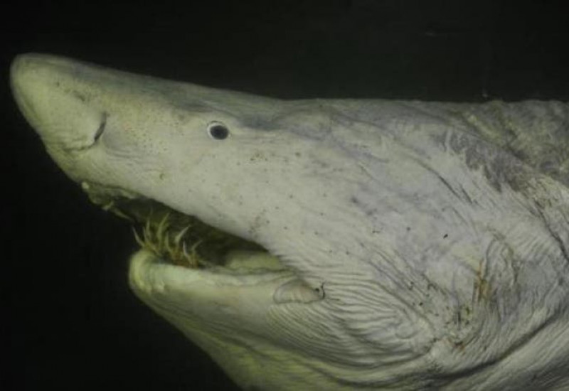 Tubarão-mangona foi o responsável por ferimento em surfista de Navegantes